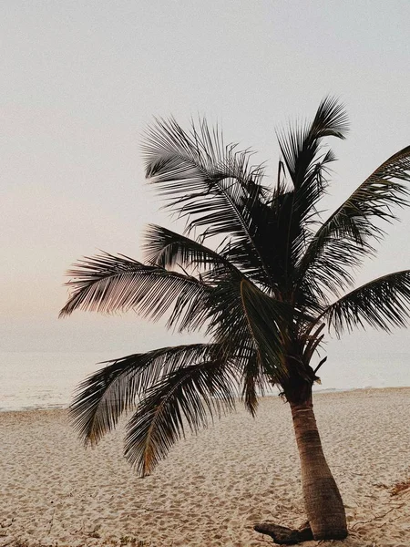 Одинокая Пальма Пустом Пляже Морем Великолепным Теплым Желтым Закатом Концепция — стоковое фото