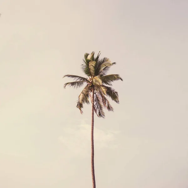 하늘에 외로운 하나의 이국적인 코코넛 야자수 복고풍 노란색과 보라색 태국의 — 스톡 사진