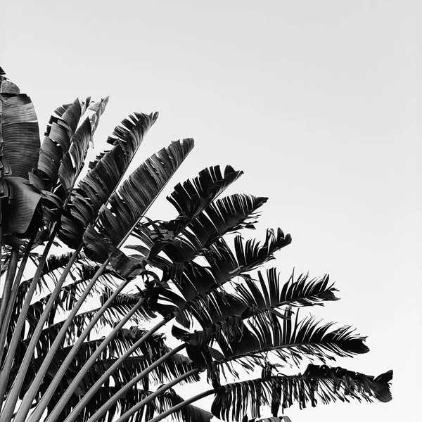 Schöner Bananenbaum Natürlichen Minimalen Hintergrund Schwarz Weißen Farben Sommer Und — Stockfoto