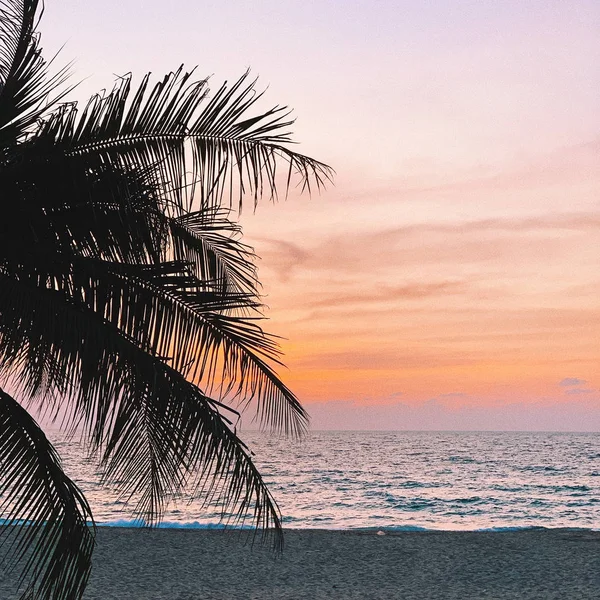 Belle Silhouette Cocotier Tropical Sur Une Plage Vide Avec Coucher — Photo