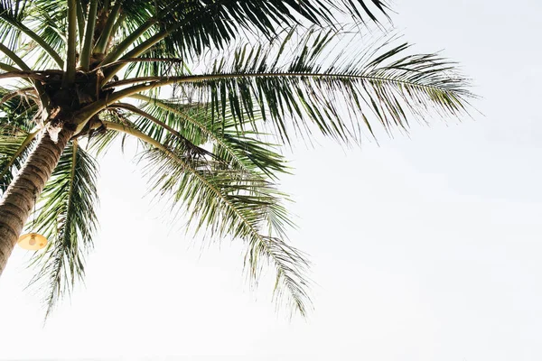 Літній Тропічний Зелений Пальмове Дерево Проти Білого Неба Мінімальні Шпалери — стокове фото