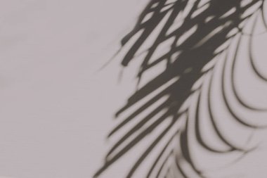 Pastel pembe arka plan üzerinde tropikal palmiye dalı silueti ile nötr çiçek kompozisyonu. Düz yatıyordu, üst görünüm çiçekçi minimal egzotik doğa konsepti.