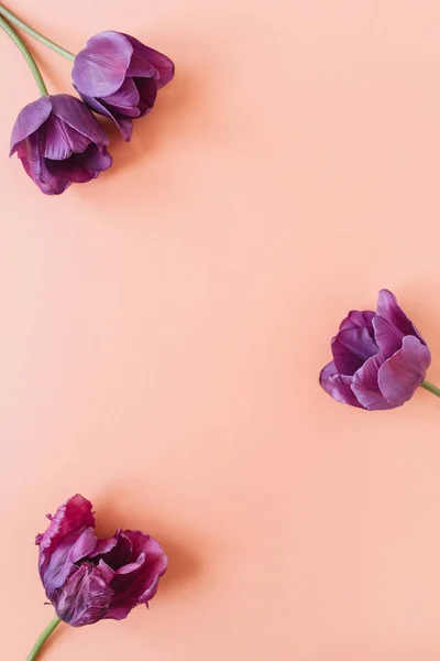 Круглый Венок Раме Копирует Пространство Фиолетовый Цветок Тюльпана Плоский Узор — стоковое фото