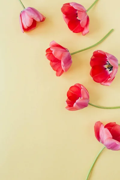 Bunte Tulpenblumen Auf Pastellfarbenem Hintergrund Flache Lage Draufsicht Minimale Sommerliche — Stockfoto