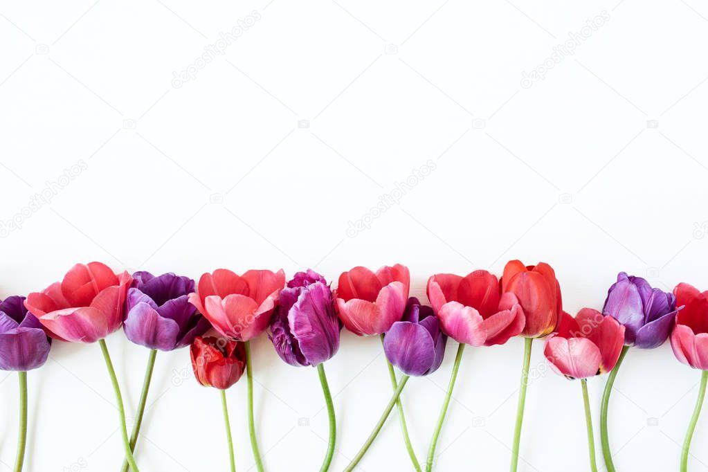 Floral composition with colorful tulip flowers on white background. Flat lay, top view florist blog hero header, summer blossom pattern.