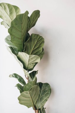 Nötr gri arka plan üzerinde Egzotik tropikal yeşil palmiye dalı. Üst görünüm, düz yatıyordu.  