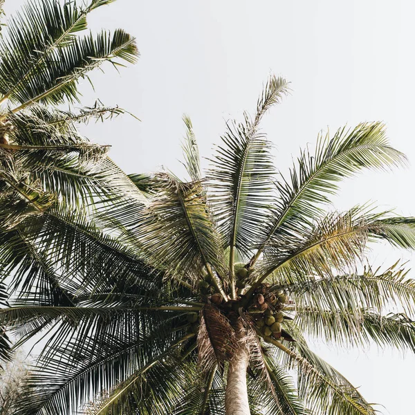 Des Cocotiers Verts Contre Ciel Blanc Papier Peint Minimaliste Isolé — Photo