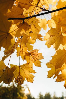 Sonbahar ve sonbahar kompozisyonu. Parkta güzel sarı akçaağaç yaprakları. Sonbahar konsepti ve doğal arka plan. 
