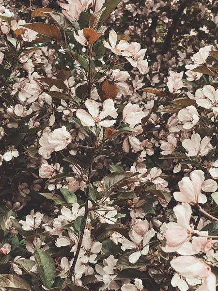 Padrão Floral Com Flores Rosa Pálidas Primavera Folhas Verdes Conceito — Fotografia de Stock