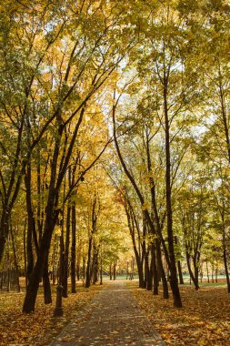 Sonbahar ve sonbahar kompozisyonu. Kurutulmuş yaprakları ve ağaçları ile parkta güzel yalnız geçit. Sonbahar konsepti. Doğal arka plan. 