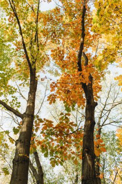 Sonbahar ve sonbahar kompozisyonu. Sarı, turuncu, yeşil yaprakları ve ağaçları ile güzel manzara. Sonbahar konsepti ve doğal arka plan. 