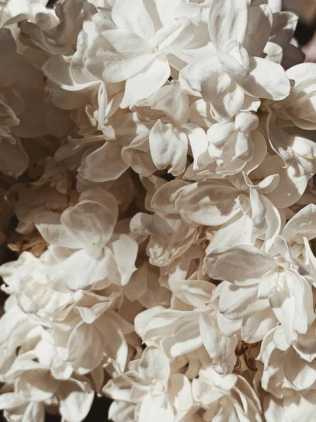 Lapos Feküdt Felülnézet Virágos Mintás Fehér Lila Tavaszi Vagy Nyári — Stock Fotó