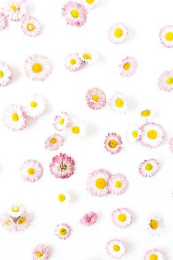 Beyaz arka plan üzerinde papatya çiçek tomurcukları ile Çiçek kompozisyonu. Düz yatıyordu, üst görünüm çiçekçi blog kahraman başlık, yaz çiçeği deseni.