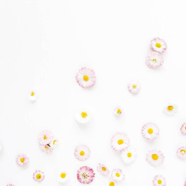 Beyaz arka plan üzerinde papatya çiçek tomurcukları ile Çiçek kompozisyonu. Düz yatıyordu, üst görünüm çiçekçi blog kahraman başlık, yaz çiçeği deseni.