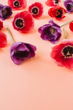 Yaşayan mercan arka plan üzerinde renkli lale çiçekleri ile Çiçek kompozisyonu. Düz yatıyordu, üst görünüm çiçekçi blog kahraman başlık, yaz çiçeği deseni.