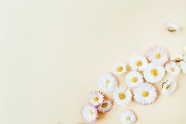 Pastel arka planda papatya papatya çiçek tomurcukları ile Çiçek kompozisyonu. Düz yatıyordu, üst görünüm çiçekçi blog kahraman başlık, yaz çiçeği deseni.