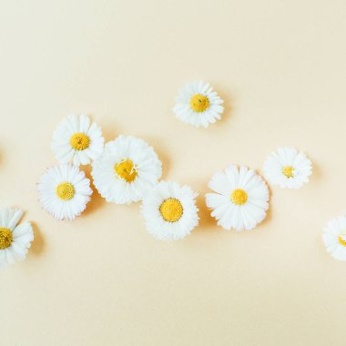 Pastel arka planda papatya çiçek tomurcukları. Düz yatıyordu, üst görünüm minimal yaz çiçek desen kompozisyon.