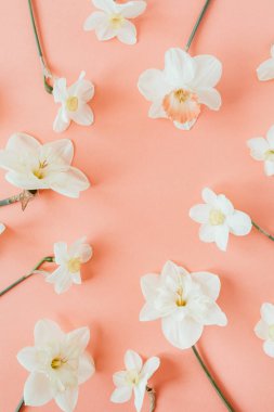 Yuvarlak çelenk çerçeve kopyalama alanı şablonu. Narcissus çiçek arka plan. Düz yatıyordu, üst görünüm minimal çiçek kompozisyonu.