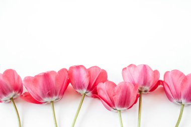 Beyaz arka planda lale çiçekleri deseni. Flatlay, üst görünüm yaz çiçek kompozisyon.