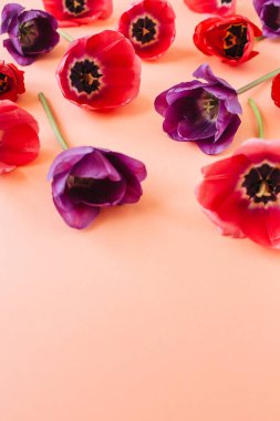 Yaşayan mercan arka plan üzerinde renkli lale çiçekleri. Düz yatıyordu, üst görünüm minimal yaz çiçek desen kompozisyon.