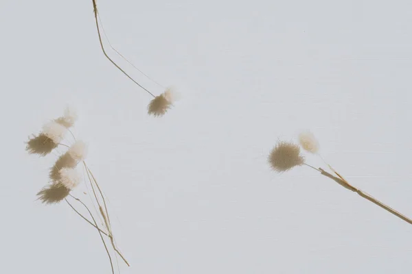 Fleurs Sèches Sur Fond Gris Poussiéreux Pose Plate Vue Dessus — Photo