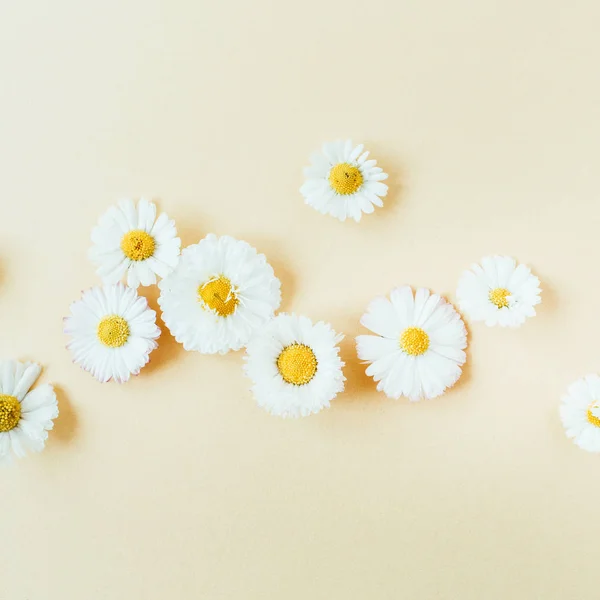 Sedmikráškovité Květinové Poupata Pastelových Podkladových Barvách Plochá Nejlepší Pohled Minimální — Stock fotografie