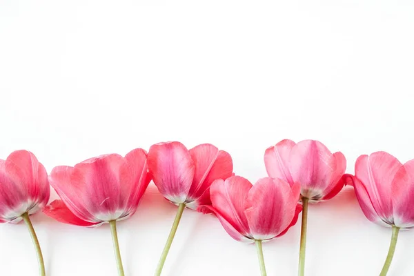 Patrón Flores Tulipán Sobre Fondo Blanco Flatlay Vista Superior Composición — Foto de Stock