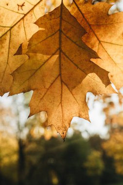 Sonbahar ve sonbahar kompozisyonu. Parkta güneşe karşı güzel sarı meşe yaprağı. Sonbahar konsepti ve doğal arka plan. 