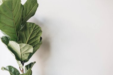 Metin için boş alan ile nötr gri arka plan üzerinde Egzotik tropikal yeşil palmiye dalı . Üst görünüm, düz yatıyordu.  