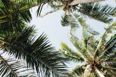 Bluesky karşı yaz tropikal palmiye ağaçları. Phuket, Tayland yaz konsepti. Egzotik arka plan.