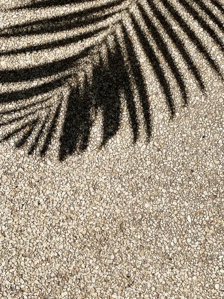 Bela Sombra Coqueiro Tropical Ramo Palmeira Areia Bege Padrão Minimalista — Fotografia de Stock