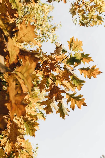 Herbst Herbst Schöne Bäume Mit Gelben Orangen Und Grünen Eichenblättern — Stockfoto
