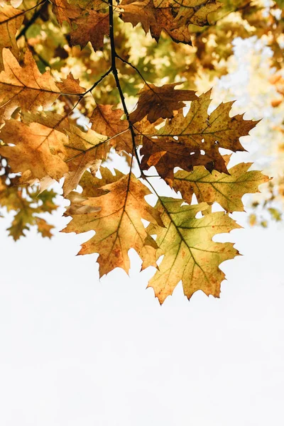 Outono Outono Composição Mínima Ramo Bonito Com Folhas Carvalho Amarelo — Fotografia de Stock