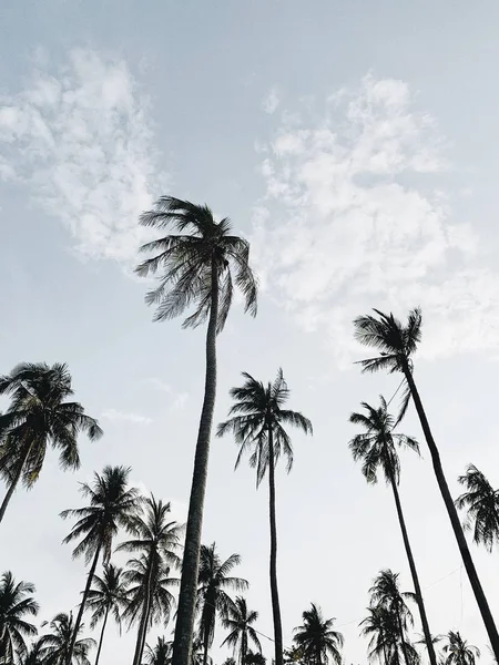 Самотній Тропічних Екзотичних Кокосових Пальм Проти Синього Неба Вітряний День — стокове фото
