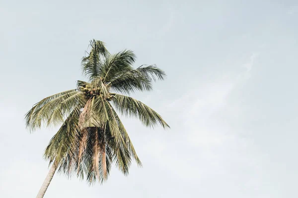 Одинокий Тропічний Екзотичних Кокосових Пальм Проти Синього Неба Вітряний День — стокове фото