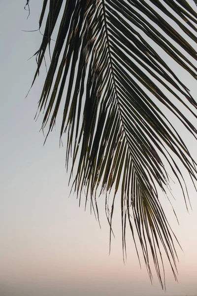 Прекрасна Гілка Тропічної Кокосової Пальми Рожевим Заходом Сонця Мінімалістичний Фон — стокове фото