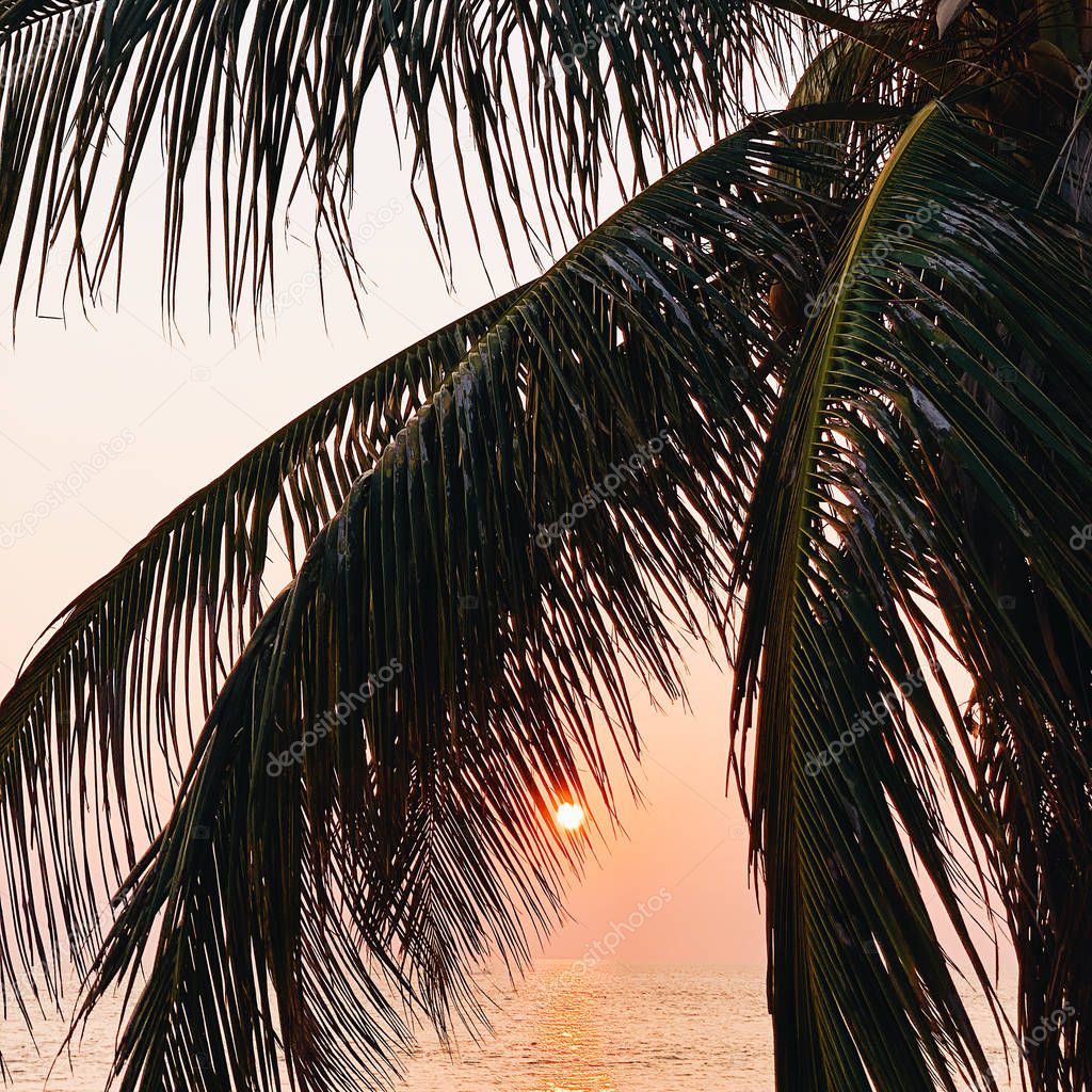 Beautiful tropical palm tree on empty beach with sea at gorgeous warm yellow sunset with deep red sun. Travel, summer and vacation concept. 