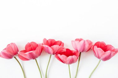 Beyaz arka planda renkli lale çiçekleri. Düz yatıyordu, üst görünüm minimal yaz çiçek desen kompozisyon.