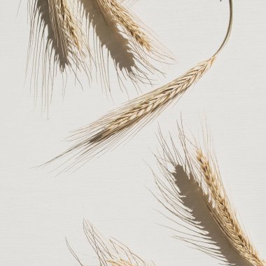 Beyaz arka planda çavdar dikenleri. Düz lay, üst görünümü organik sağlıklı vejetaryen gıda kavramı.