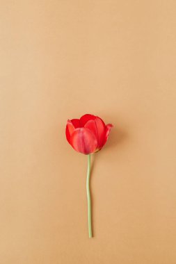 Yaşayan mercan arka plan üzerinde kırmızı lale çiçeği. Düz yatıyordu, üst görünüm minimal yaz çiçek desen kompozisyon.