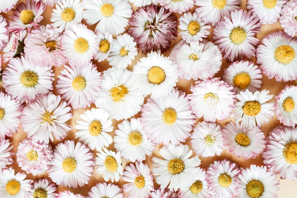 Papatya papatya çiçek tomurcukları arka plan ile Çiçek kompozisyon. Düz yatıyordu, üst görünüm çiçekçi blog kahraman başlık, yaz çiçeği deseni.