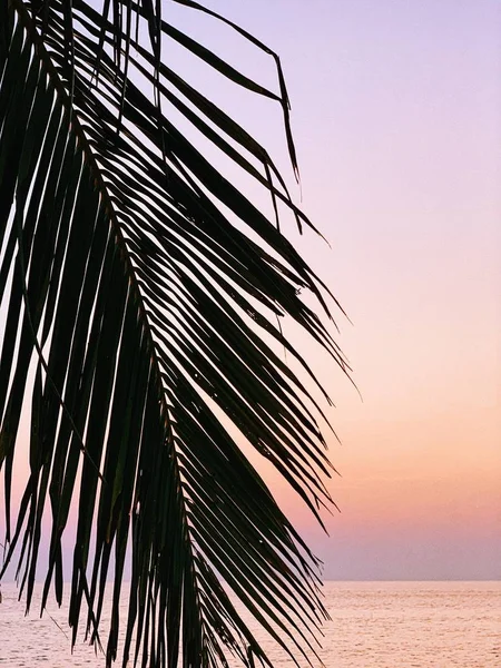 Beautiful silhouette of tropical coconut palm branch on colorful sunset with punchy pink, yellow and purple colors and sea. Minimalistic background with vintage pink tone filter. Summer, travel and holiday concept.