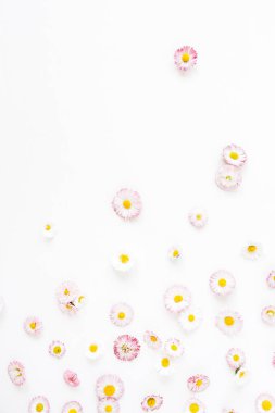 Beyaz arka plan üzerinde papatya çiçek tomurcukları ile Çiçek kompozisyonu. Düz yatıyordu, üst görünüm çiçekçi blog kahraman başlık, yaz çiçeği deseni.