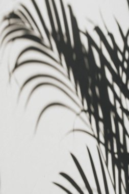 Tropikal palmiye dalı silueti ile nötr çiçek kompozisyonu. Düz yatıyordu, üst görünüm çiçekçi minimal egzotik doğa arka plan.