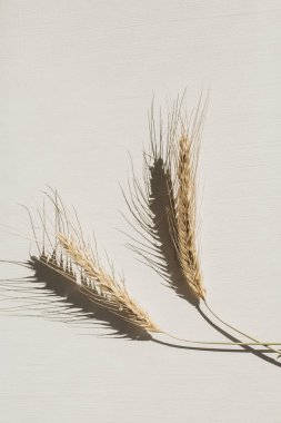 Beyaz arka planda çavdar dikenleri. Düz lay, üst görünümü organik sağlıklı vejetaryen gıda kavramı.