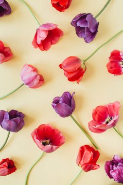 Pastel arka planda renkli lale çiçekleri ile çiçek kompozisyonu. Düz yatıyordu, üst görünüm çiçekçi blog kahraman başlık, yaz çiçeği deseni.