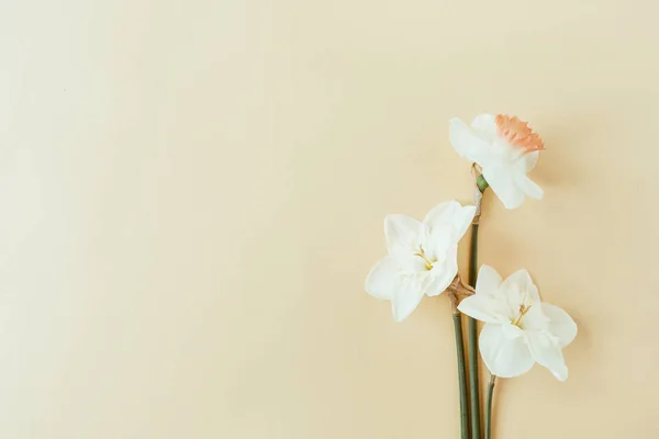 Composición Floral Con Flor Narciso Sobre Fondo Pastel Piso Laico —  Fotos de Stock