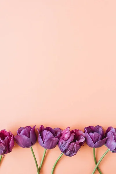 Fleurs Tulipes Violettes Sur Fond Corail Vivant Pose Plate Vue — Photo