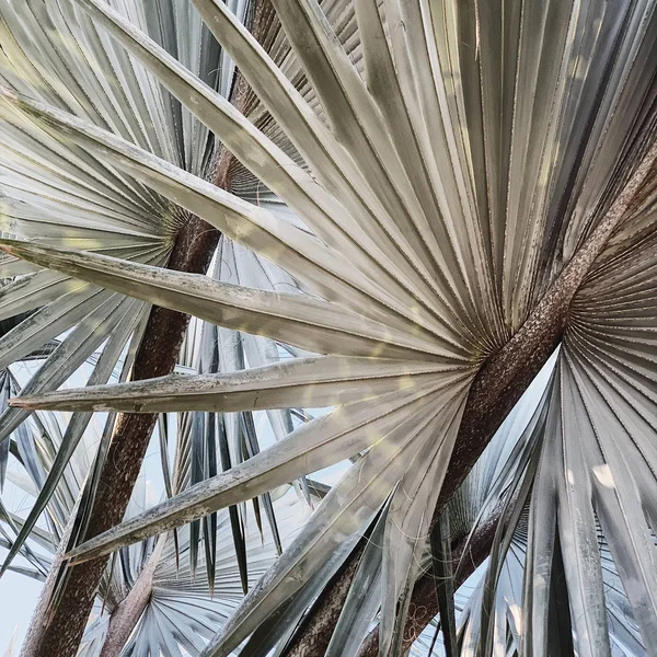 Güzel tropikal egzotik palmiye ağacı. Minimalist doğal desen ve soluk renklerile arka plan. Yaz veya seyahat konsepti. 