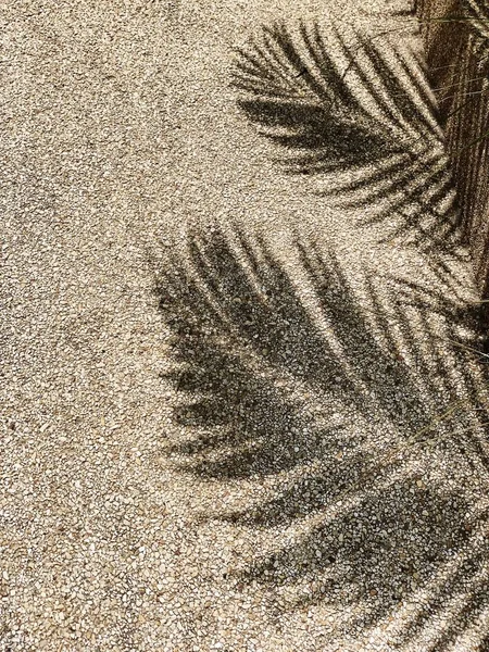 Schönen Schatten Tropischer Kokospalmenzweige Minimalistisches Muster Und Hintergrund Sommer Oder — Stockfoto